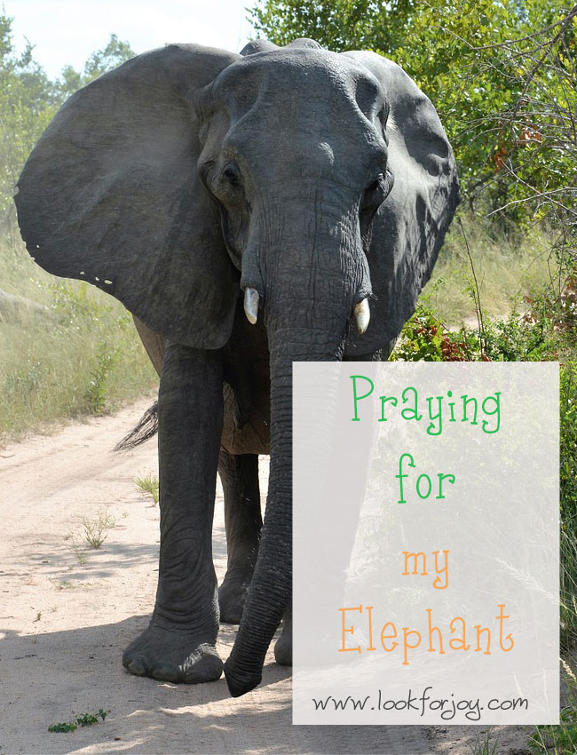 praying-for-your-elephant-boldly-approaching-jesus-with-radical